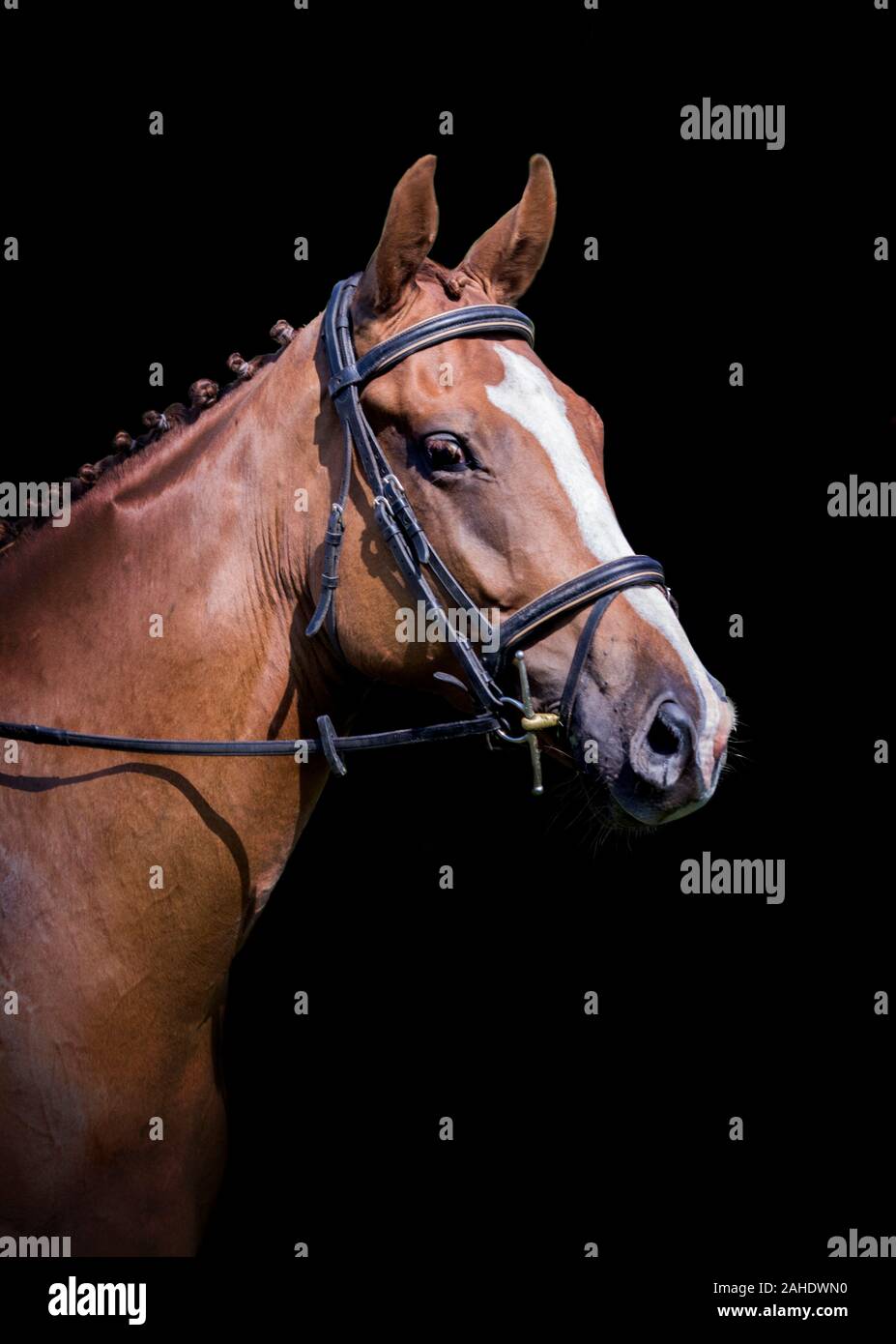 Chestnut horse in bridle with platts hires stock photography and