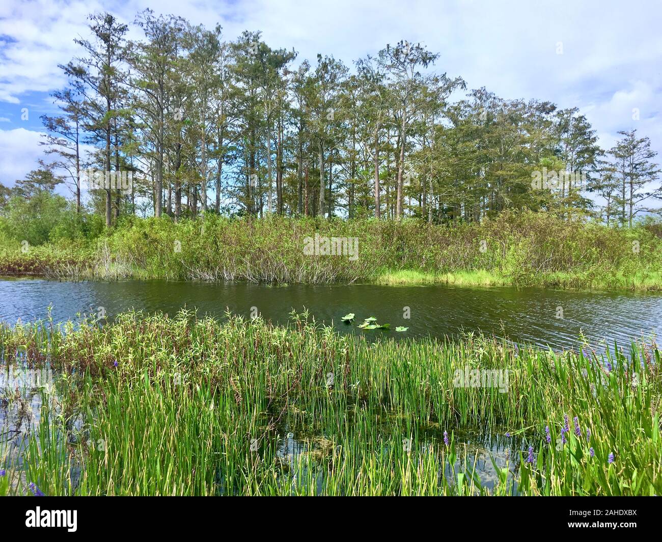winter in the wetlands of Louisiana Stock Photo Alamy