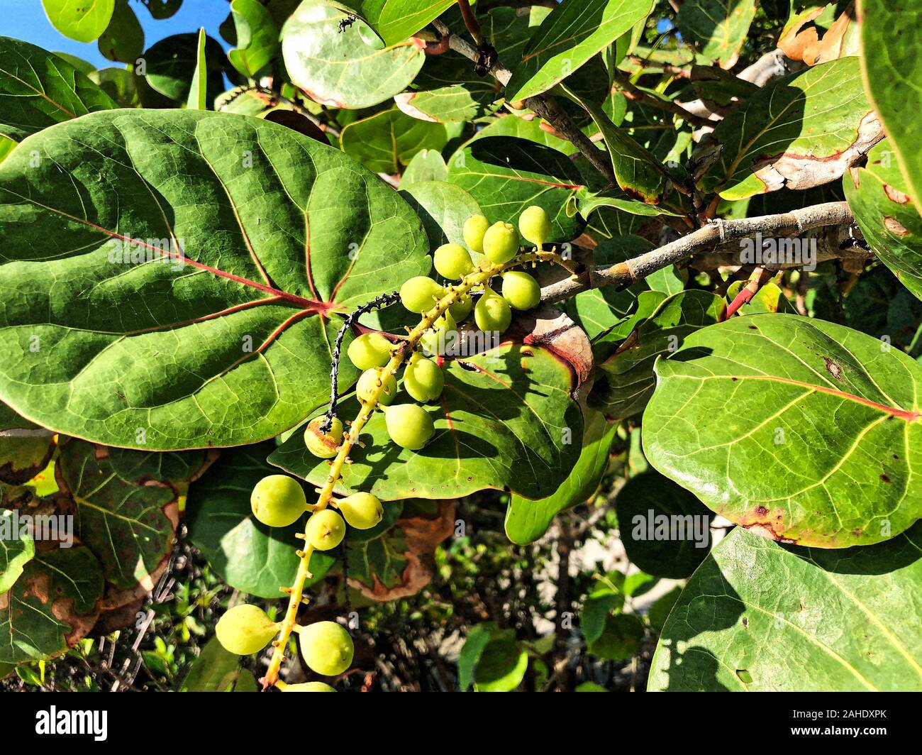 sea grapes on the beach in South Florida Stock Photo