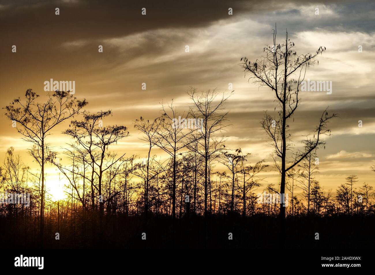 sunset silhouettes in the swamps of Louisiana Stock Photo