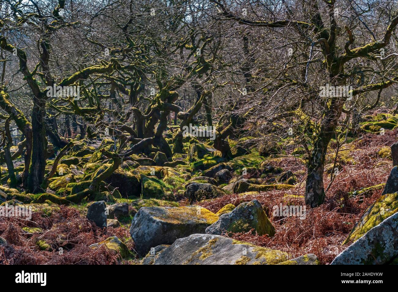 Dense trees, mostly oak, in bright spring sunshine in Yarncliffe Wood