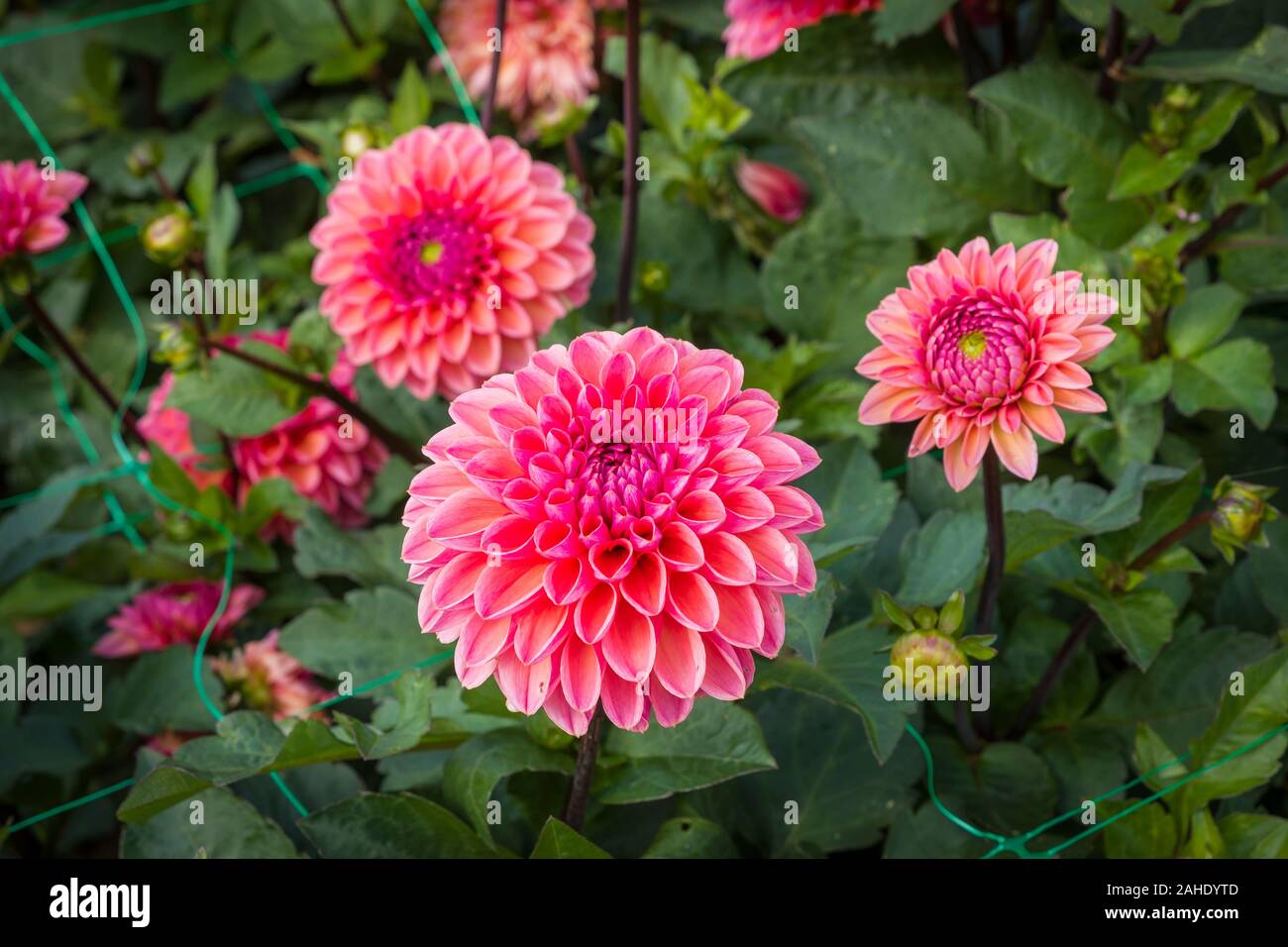 Dahlia Daisy Duke flowering in an English nursery garden in September UK Stock Photo