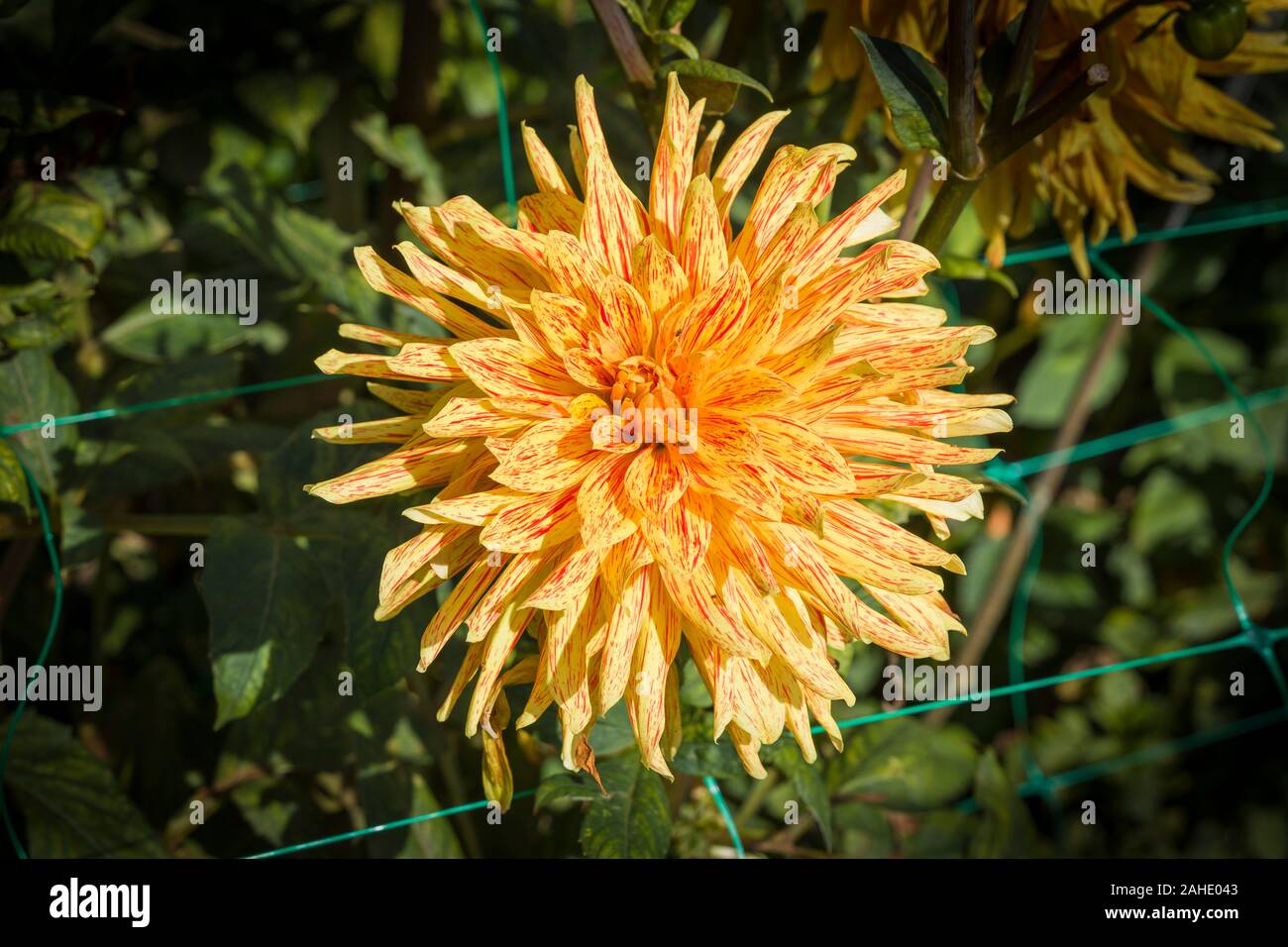A semi-cactus dahlia called Dahlia F Du Diable plus several other names flowering in September in UK Stock Photo