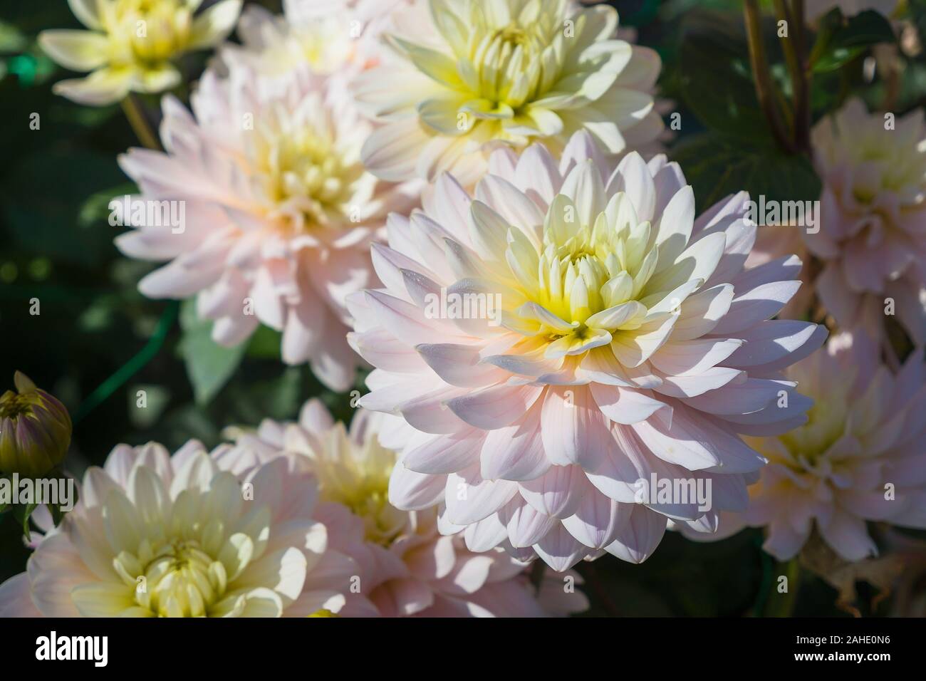The softest pinkish white Dahlia Diana's Memory flowering in September in UK Stock Photo