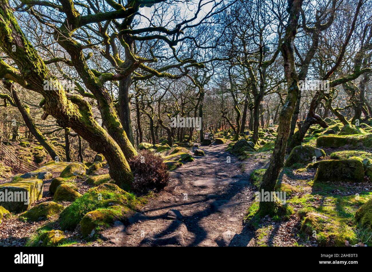 Dense trees, mostly oak, in bright spring sunshine in Yarncliffe Wood