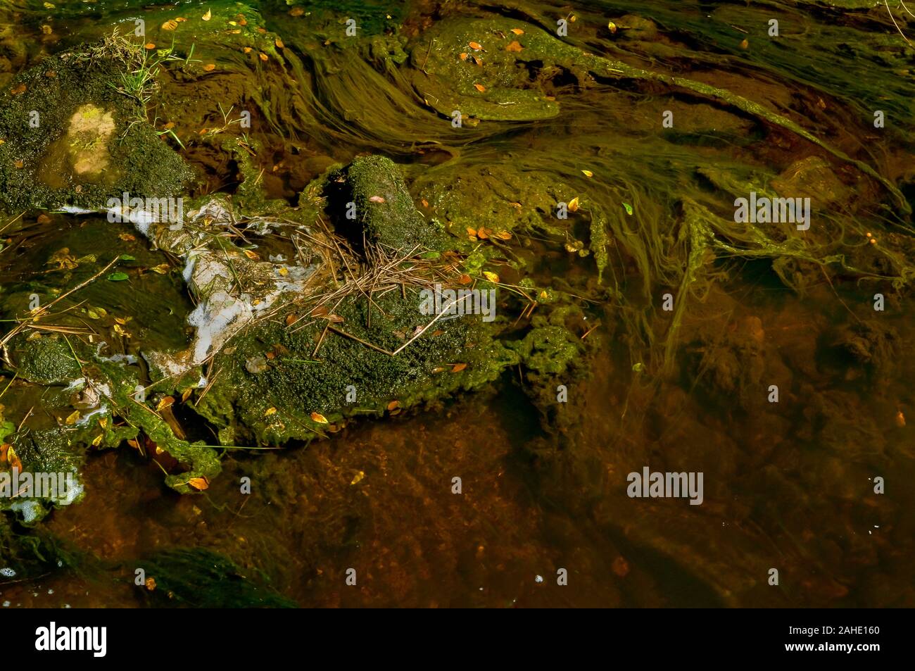 Swirling patterns of foam on the surface of a stream in bright sunshine with water weeds forming contrasting swirls beneath Stock Photo