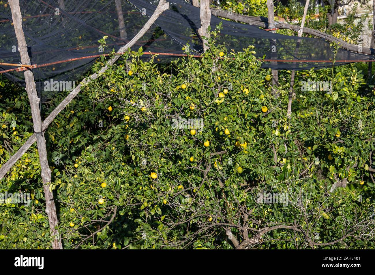 Sorrento lemon tree hi-res stock photography and images - Alamy