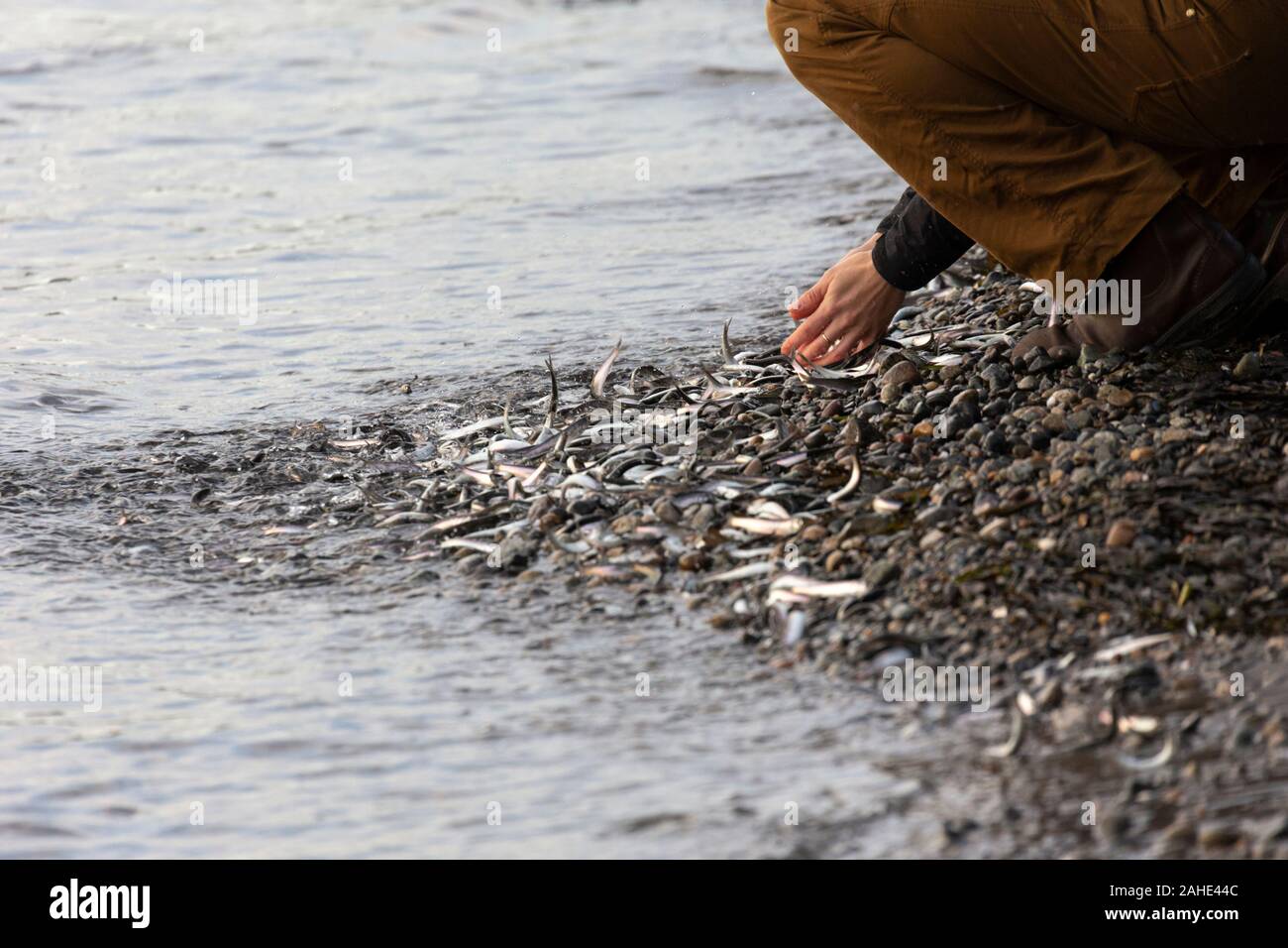 Thousands of tiny fish,  anchovies,  washed up to shore at White Rock Beach, south of Vancouver,  BC Canada on Dec. 25, 2019.   Drawing crowds of bird Stock Photo