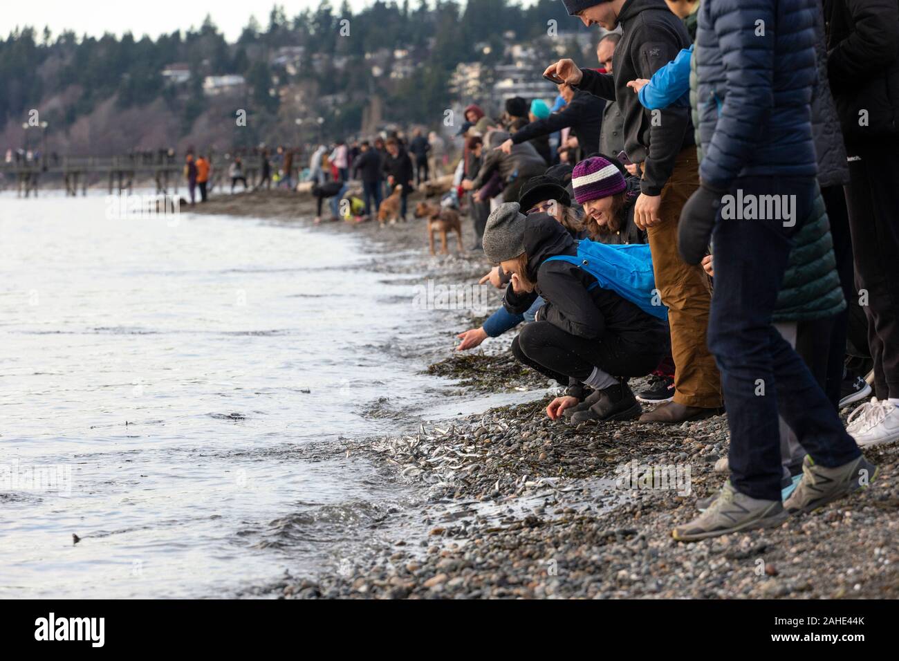 Thousands of tiny fish,  anchovies,  washed up to shore at White Rock Beach, south of Vancouver,  BC Canada on Dec. 25, 2019.   Drawing crowds of bird Stock Photo