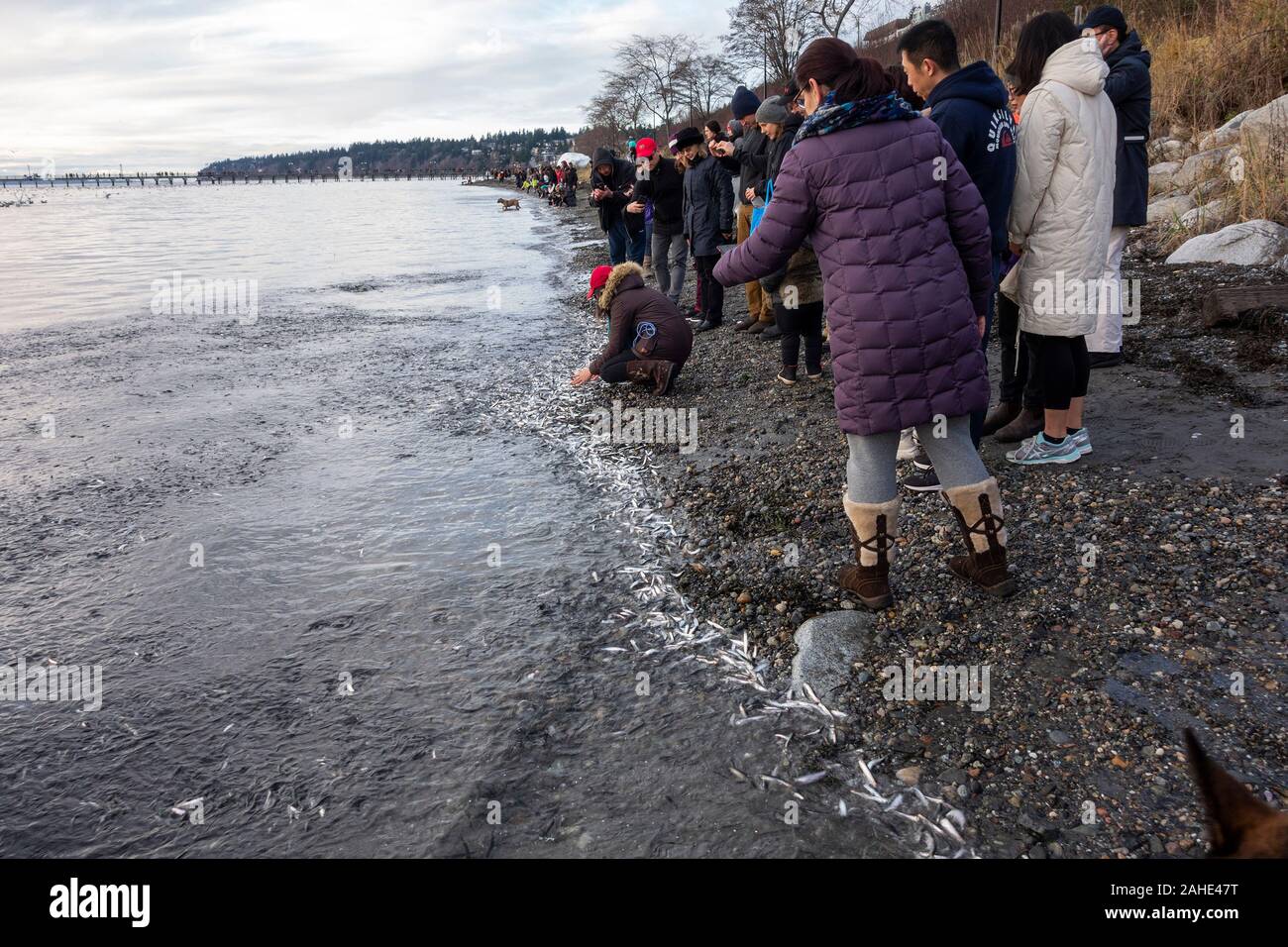 Dead fish beach hires stock photography and images Alamy