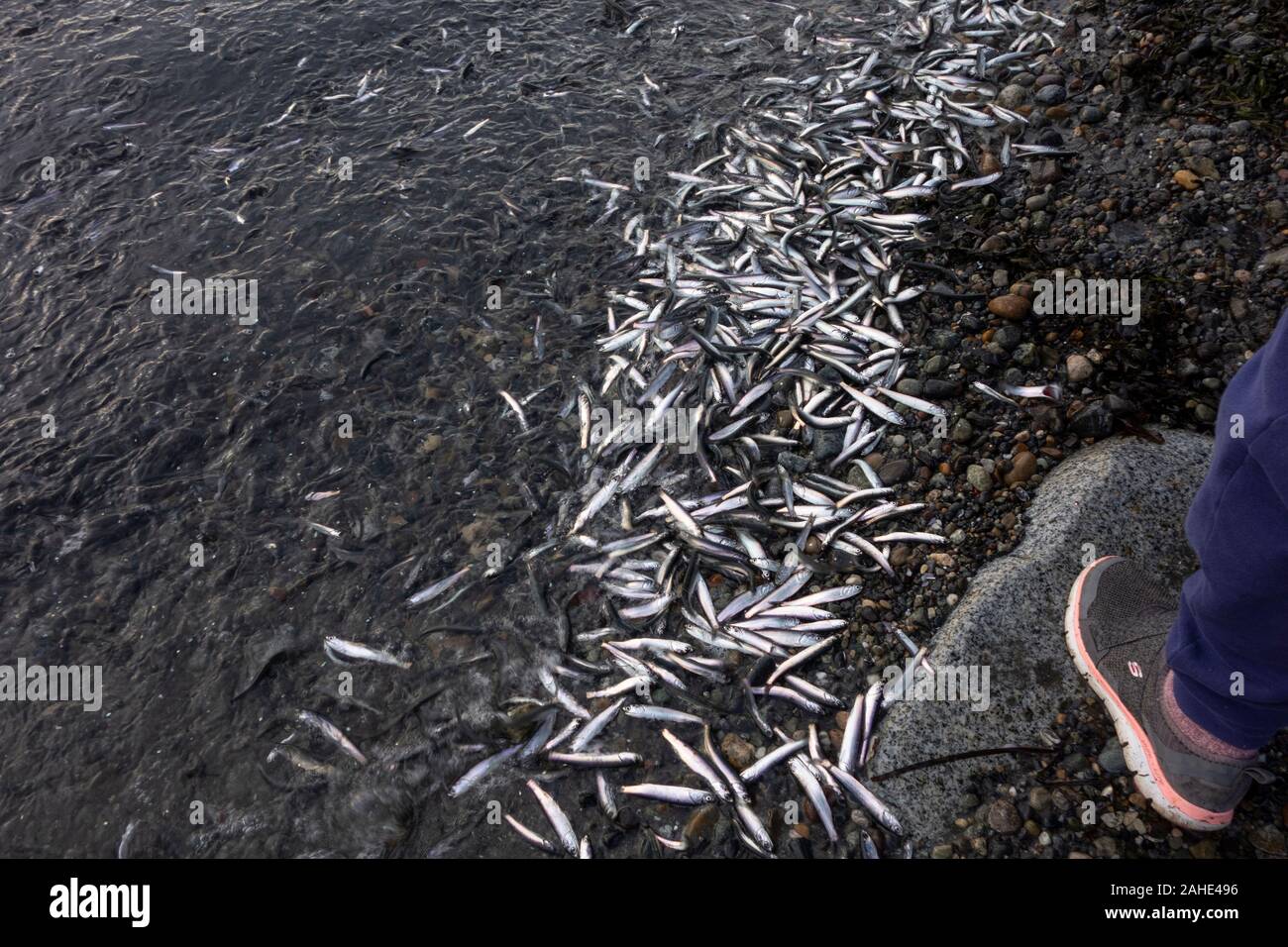 Thousands of tiny fish,  anchovies,  washed up to shore at White Rock Beach, south of Vancouver,  BC Canada on Dec. 25, 2019.   Drawing crowds of bird Stock Photo