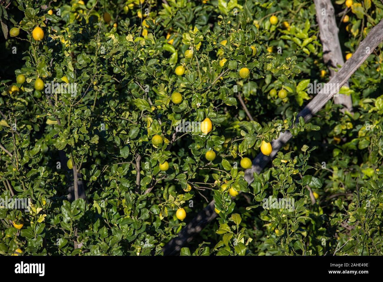 Sorrento lemon tree hi-res stock photography and images - Alamy