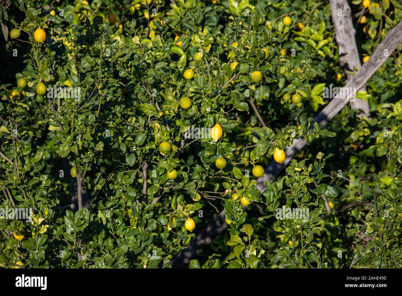 Lemons growing in Sorrento, Campania, Italy Stock Photo