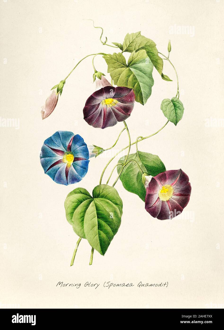 Page 3 Illustration Morning Glory High Resolution Stock Photography And Images Alamy
