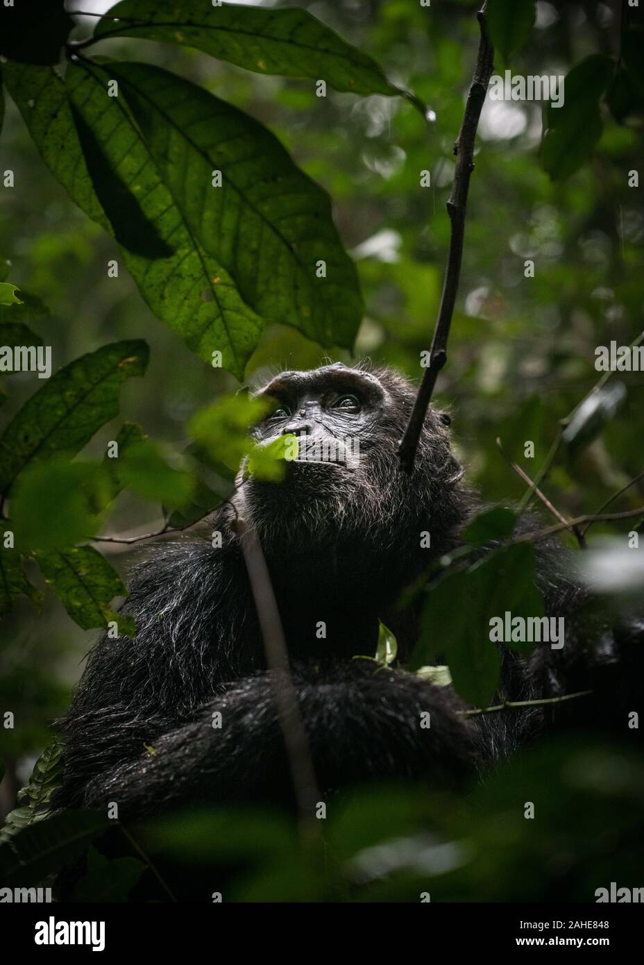 Wild chimpanzee in Kibale forest in Uganda. Stock Photo