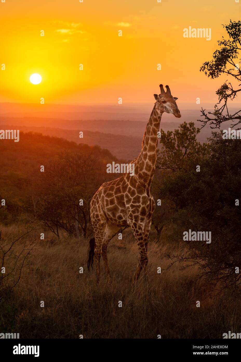 South africa and its wild hi-res stock photography and images - Alamy