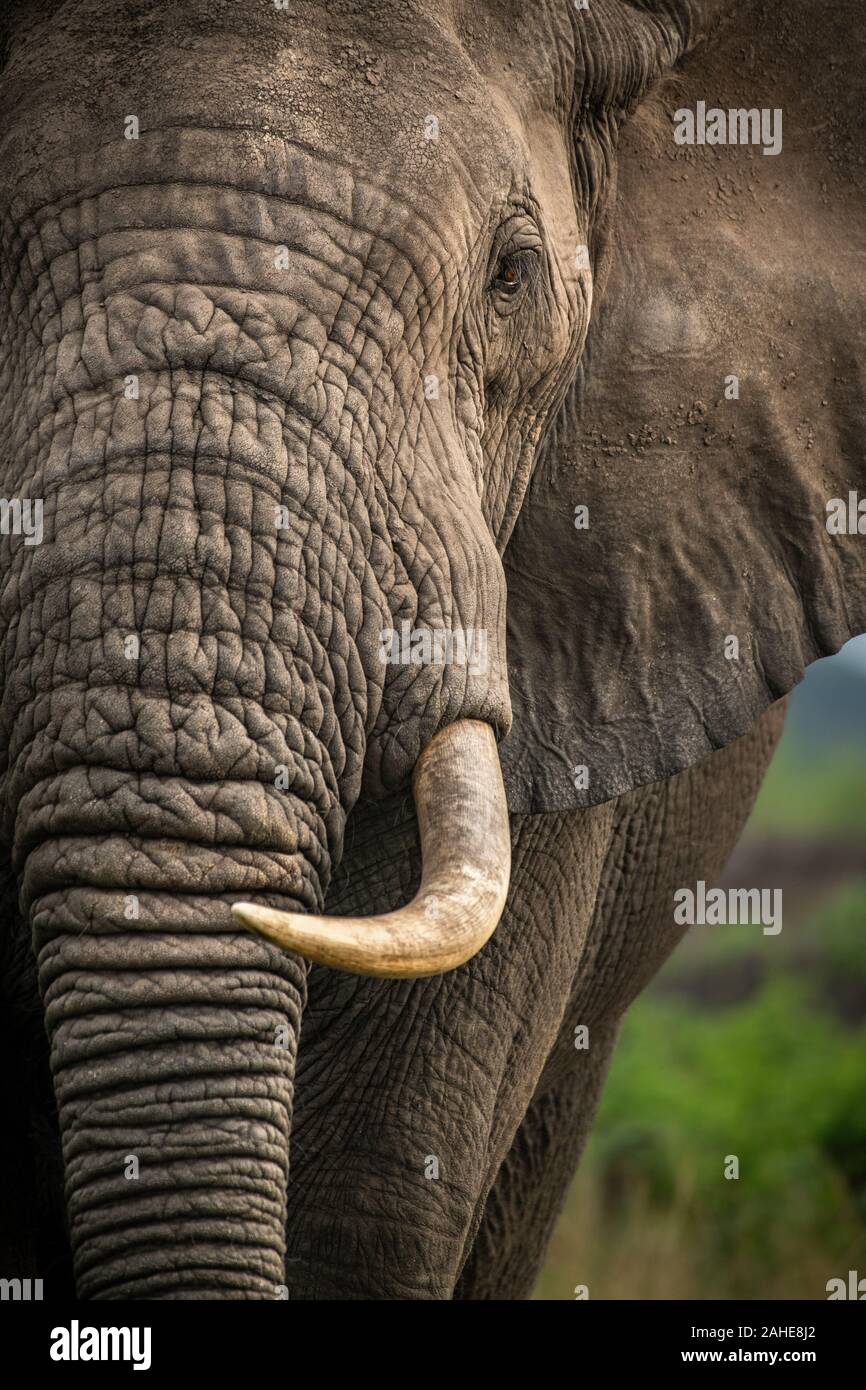 African Elephant in Queen Elizabeth National Park Stock Photo