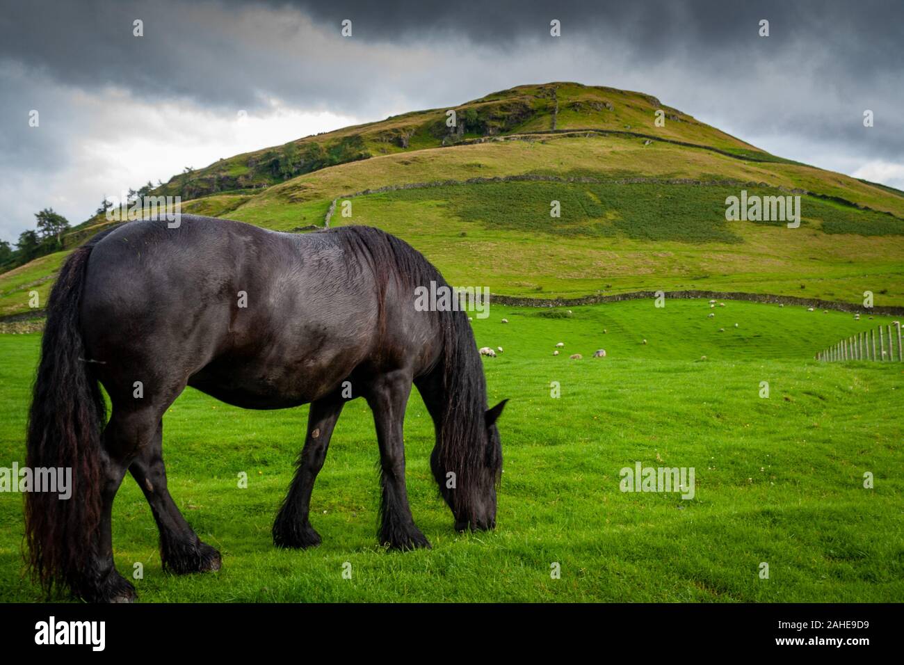 Beautiful black horse in Lake District, United Kingdom Stock Photo