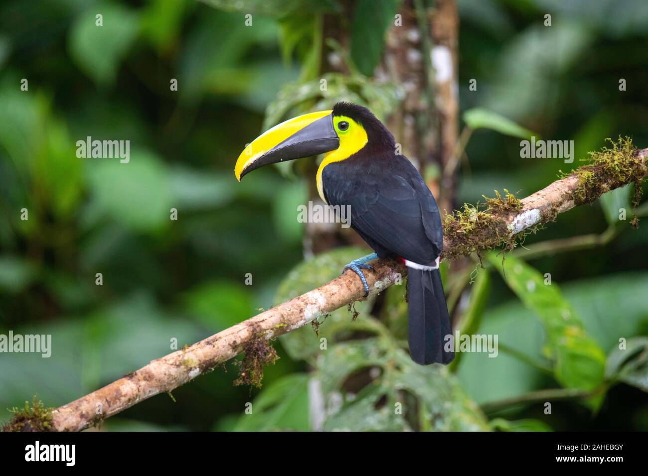 Choco Toucan  Ramphastos brevis Milpe Reserve, Ecuador 7 December 2019        Adult        Ramphastidae Stock Photo