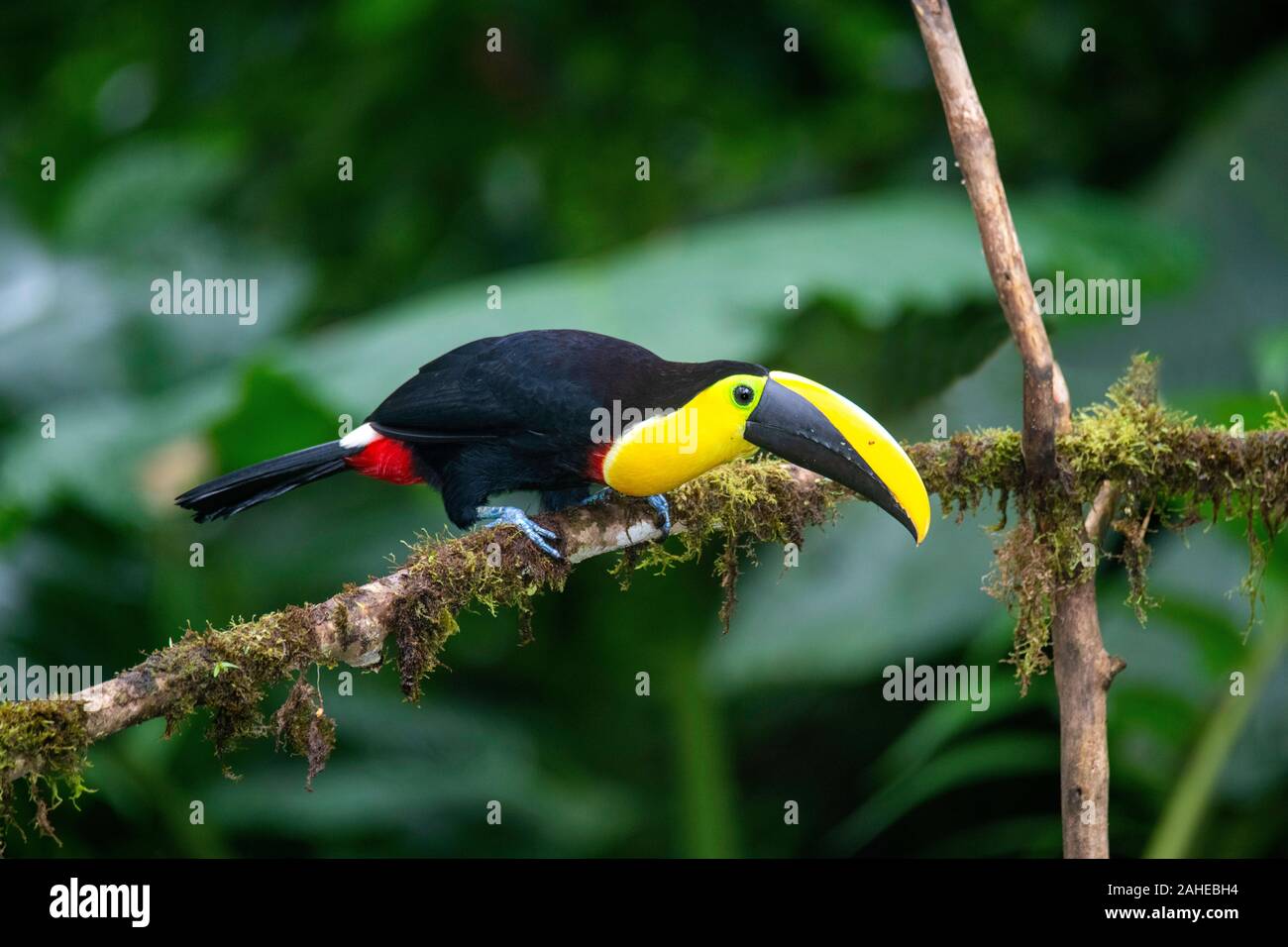 Choco Toucan  Ramphastos brevis Milpe Reserve, Ecuador 7 December 2019        Adult        Ramphastidae Stock Photo