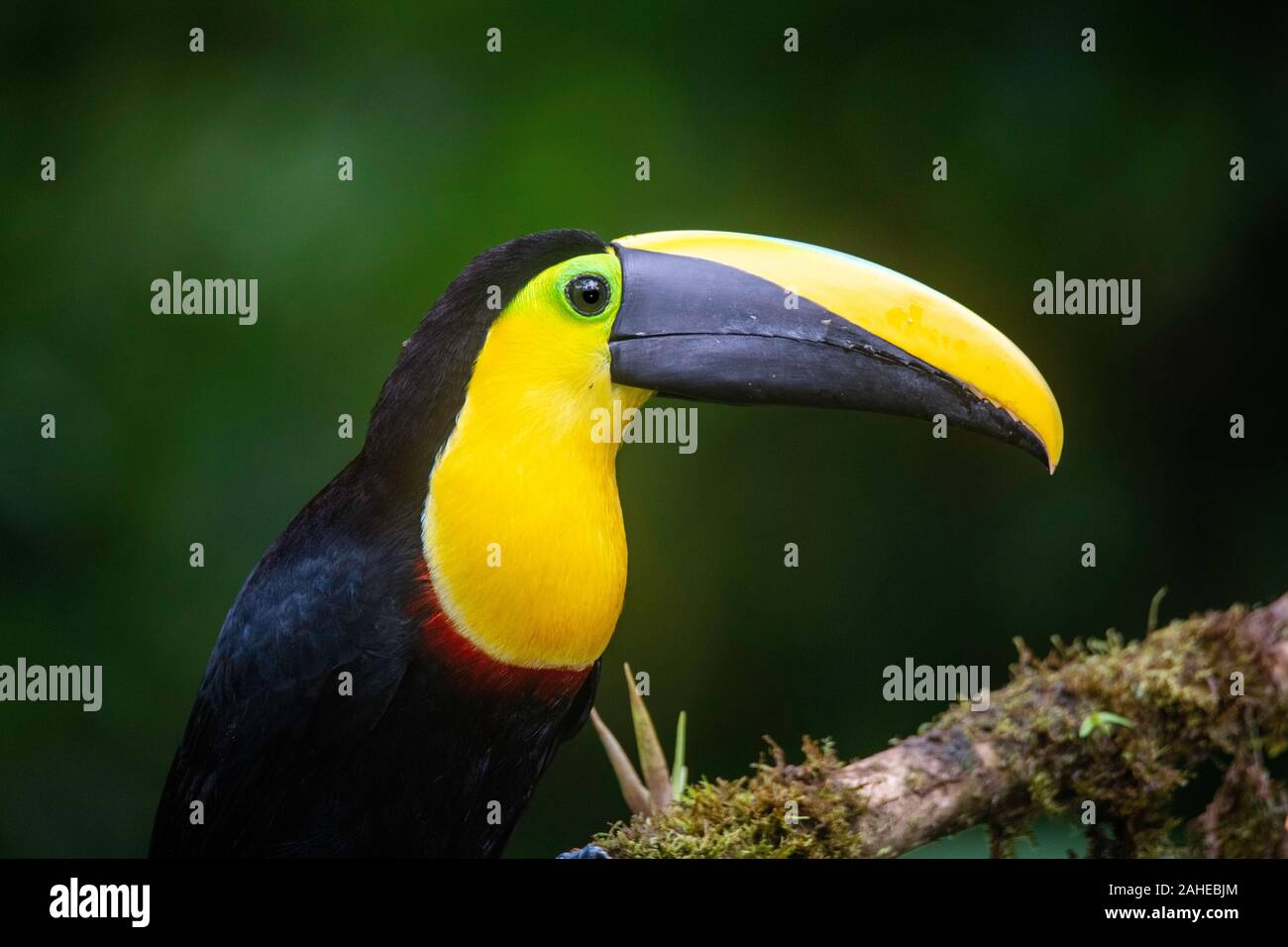 Choco Toucan Ramphastos brevis Milpe Reserve, Ecuador 7 December 2019 ...