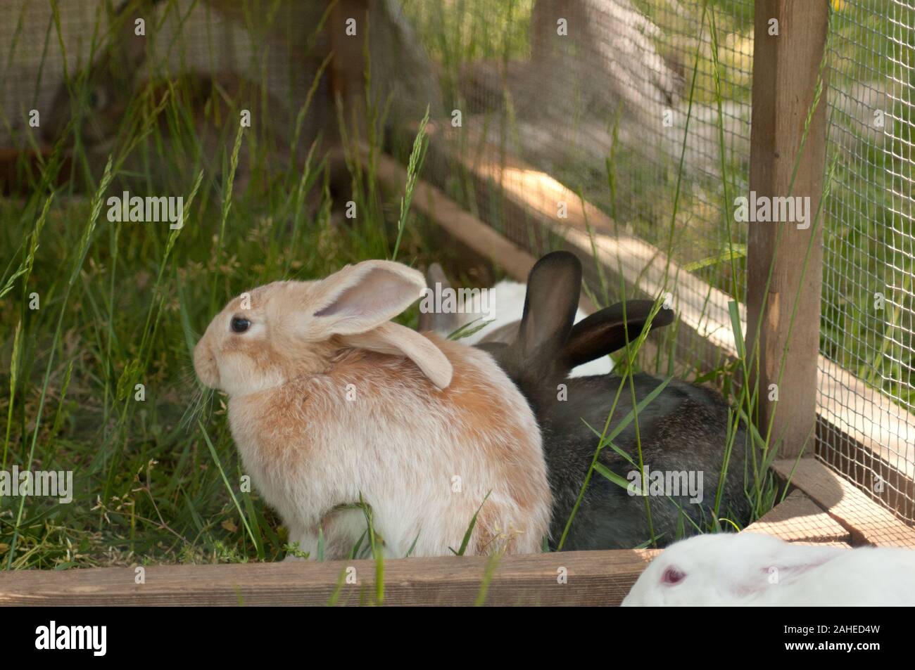 Rabbits are the newest arrivals to Tuckahoe Plantation, in Goochland County, VA on May 5, 2011. The bottomless rabbit cage is progressively moved about the pastures where the rabbits can graze on the grass and insects, and leave nutrient rich manure to revitalize the soil, enhancing regrowth. The plantation was the boyhood home of President Thomas Jefferson from 1745 until 1752, today it is a working farm with cattle, sheep, chickens and rabbits supplying meats to Fall Line Farms a local food hub. Fall Line Farms offers a wide variety of household food staples and specialty items on an ever ch Stock Photo