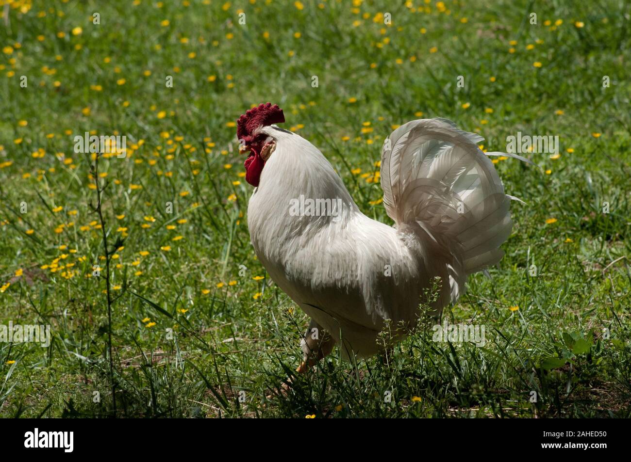 A rooster freely walkabout the lawns and pastures at the Tuckahoe Plantation, in Goochland County, VA area on May 5, 2011.  Where they graze on the grass they also leave nutrient rich manure to revitalize the soil, enhancing regrowth. The plantation was the boyhood home of President Thomas Jefferson from 1745 until 1752, today it is a working farm with cattle, sheep, chickens and rabbits supplying meats to Fall Line Farms a local food hub. Fall Line Farms offers a wide variety of household food staples and specialty items on an ever changing inventory of fruits, vegetables, meats, soaps, eggs, Stock Photo