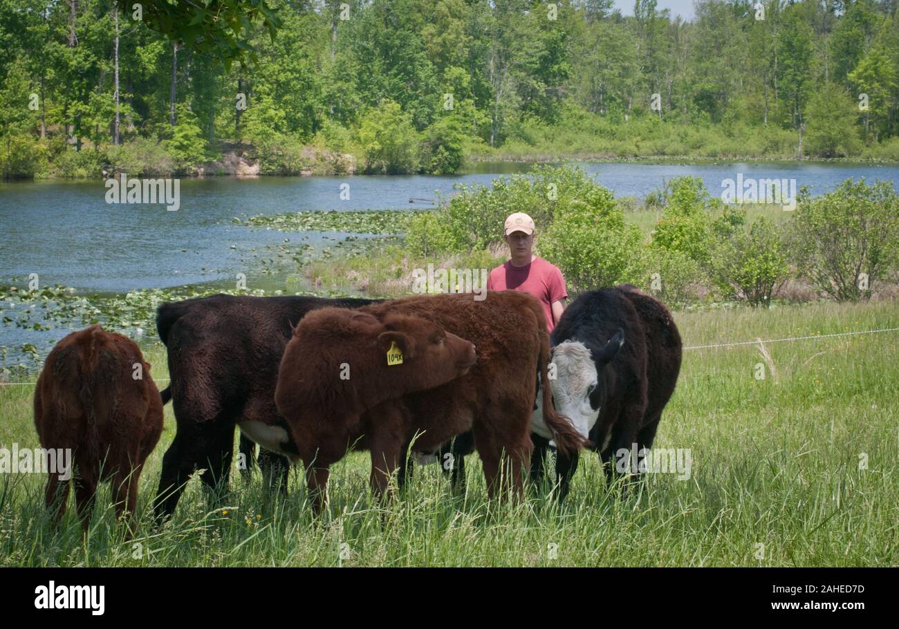 Cattle raised by Bruce Johnson at Dragonfly Farm are free-range, grass-fed, and very stress-free in Beaverdam, VA, on May 6, 2011 as they spend the day roaming one pasture or another grazing and resting under shade trees.  Although they have a great view of a fresh-water pond, they not allowed in or near it to keep it clean and clear.  Sequential use of pastures allows the grass and land to re-grow and recover. Dragonfly and other farms produce meat products listed and ordered on Lulus Local Food website and distributed by Fall Line Farms food hub who offer a wide variety of household food sta Stock Photo