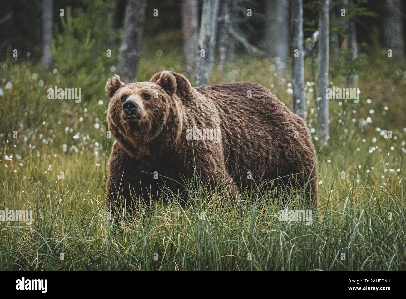 Brown Bear (Ursus arctos) on forest, Finland. Stock Photo