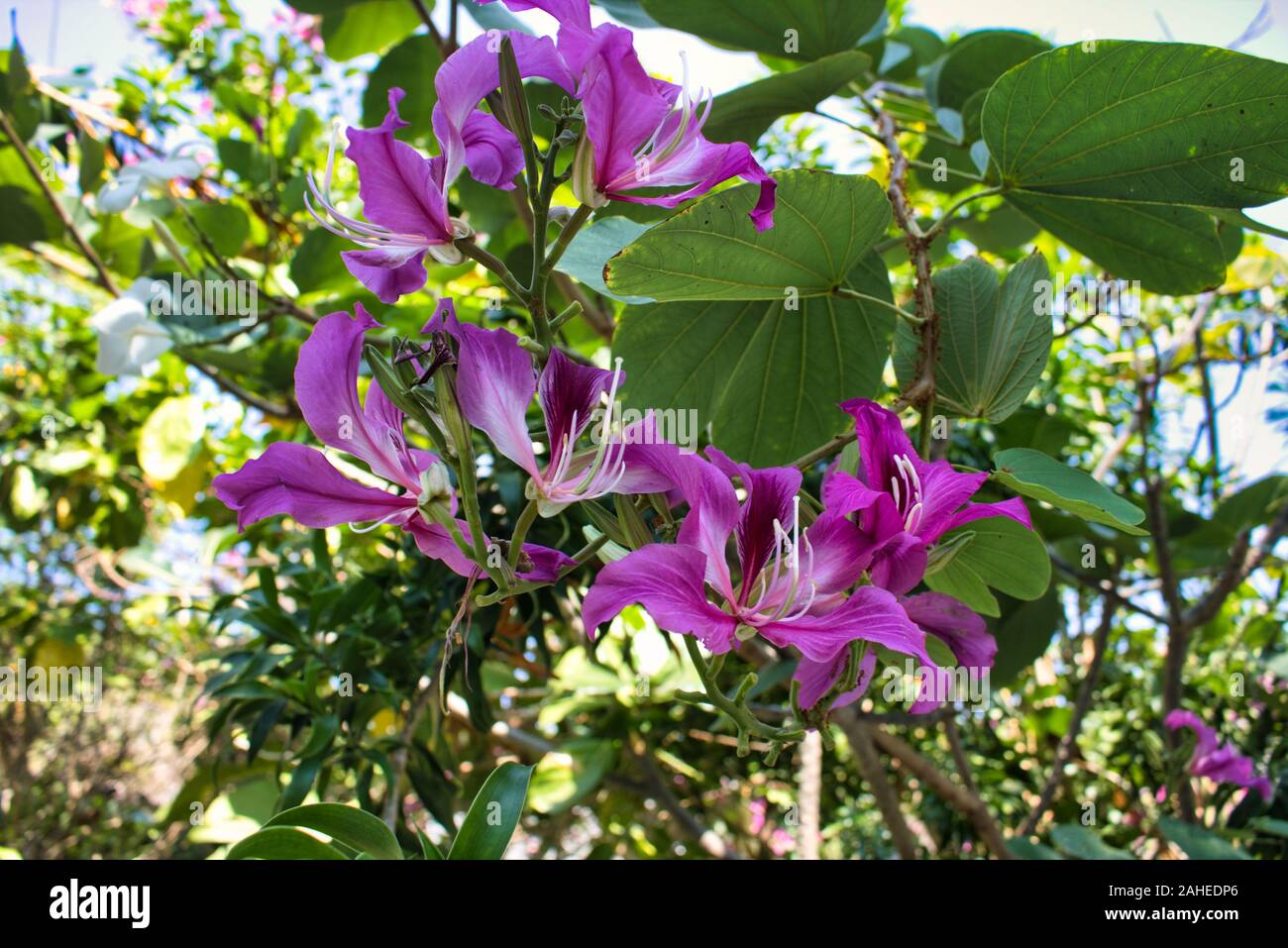 In this unique photo you can see a Purple Tropical Flowers on a Tree! Hawaiian orchid tree, blooming in paradise! The photo was taken in Hua Hin Stock Photo