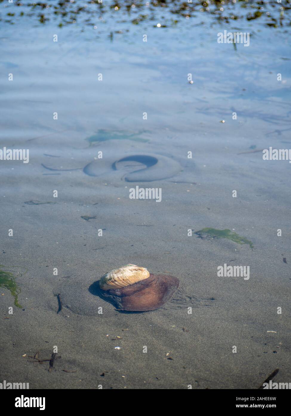 Moon snails and their egg cases Stock Photo Alamy