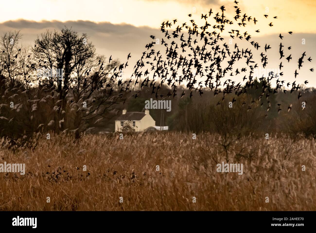 UK Weather Christmas Eve evening starling murmuration at Ham Wall RSPB