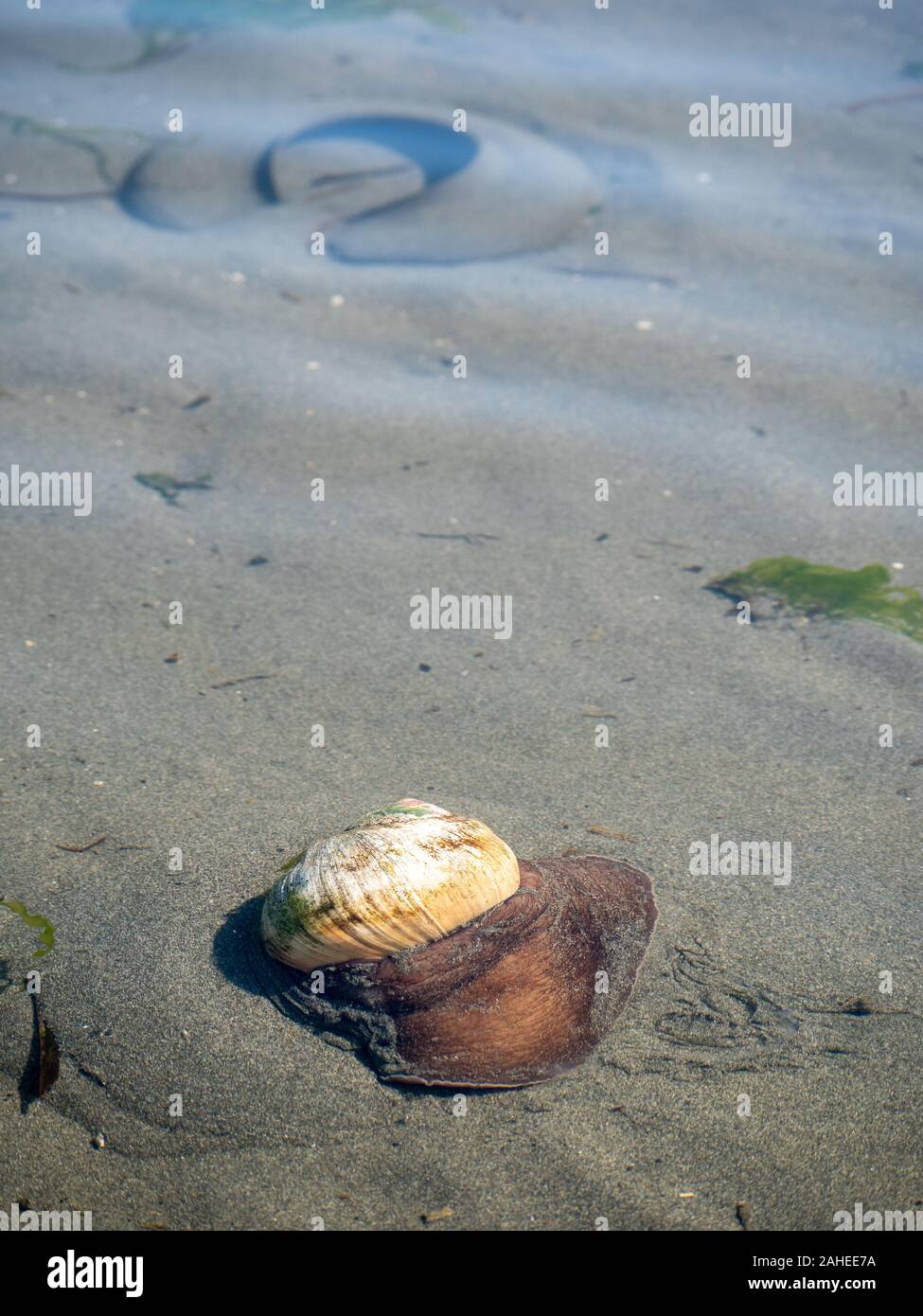 Moon snails and their egg cases Stock Photo Alamy