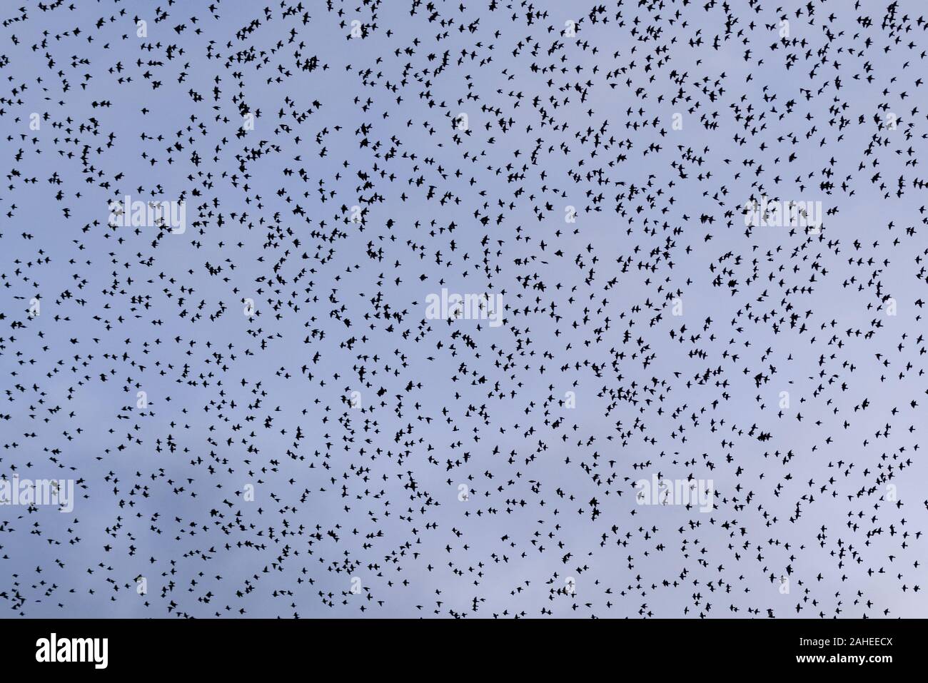 UK Weather: Christmas Eve evening starling murmuration at Ham Wall RSPB reserve, part of Avalon marshes wetlands nature reserve in Somerset, UK. Stock Photo