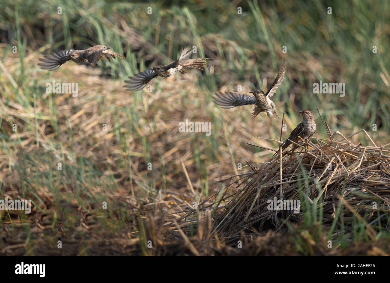 The plaintive cuckoo (Cacomantis merulinus) is a species of bird belonging to the genus Cacomantis in the cuckoo family Cuculidae. Stock Photo