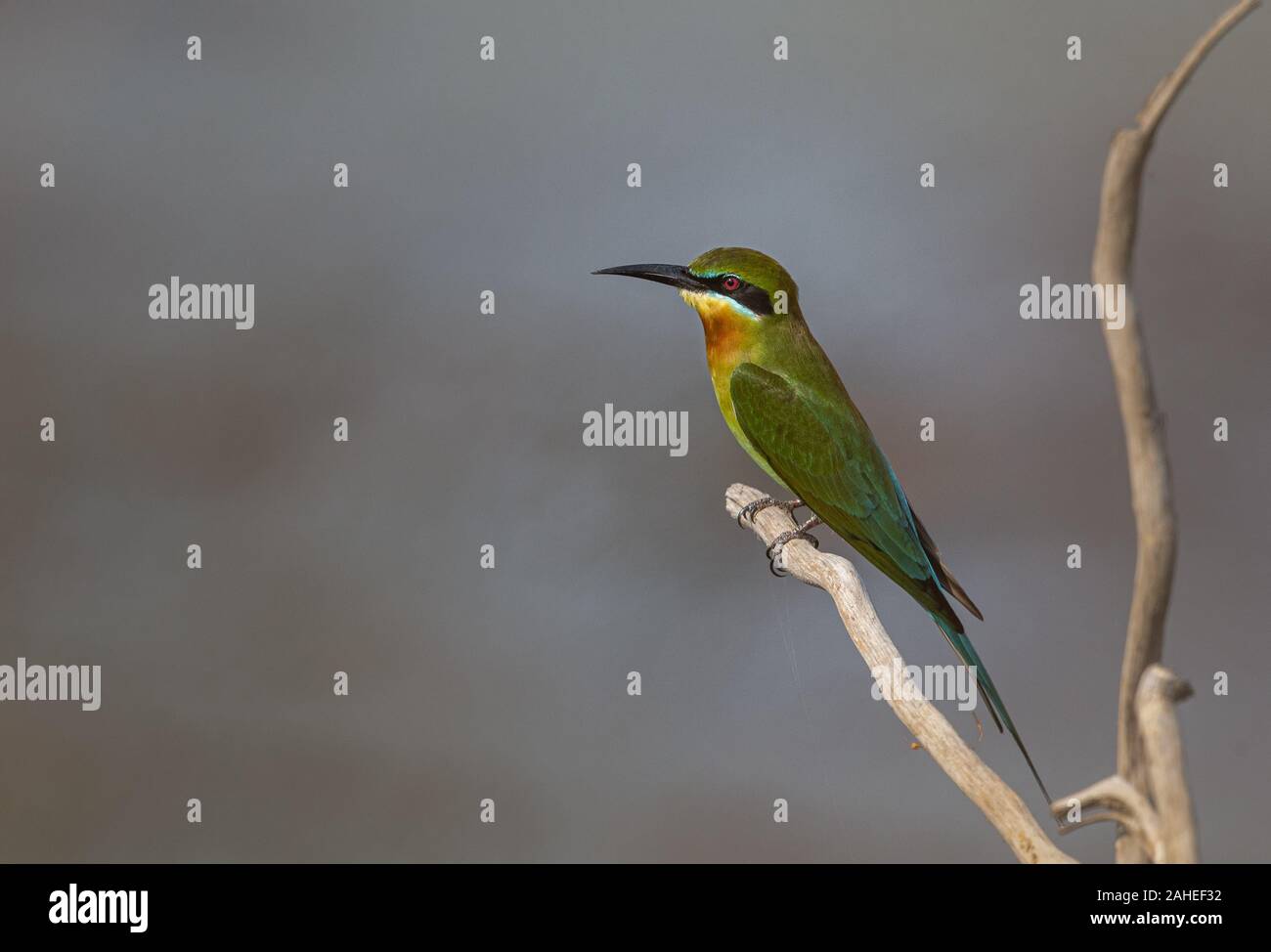 The blue-tailed bee-eater (Merops philippinus) is a near passerine bird in the bee-eater family Meropidae. Stock Photo