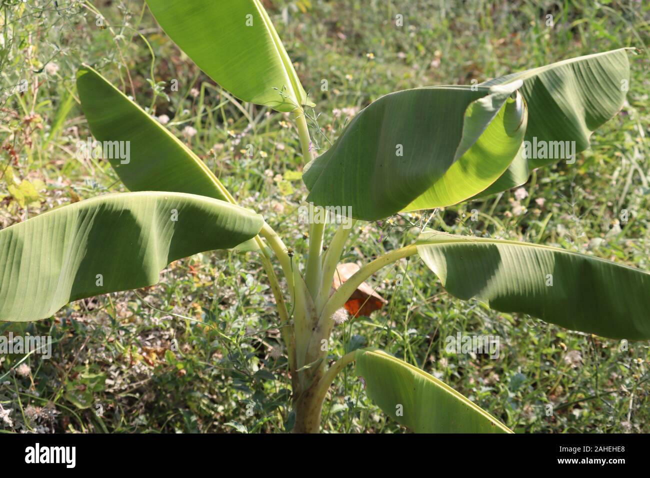 Banana tree on green blurry background with clipping paths for garden design. Tropical economic crops that are easy to grow, yield fast Stock Photo