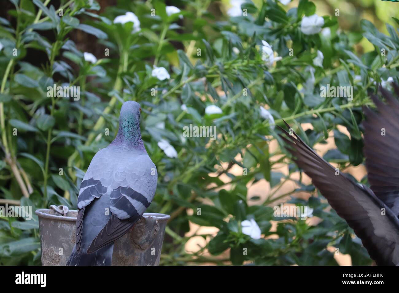 back full body of speed racing pigeon blurry green background Stock Photo