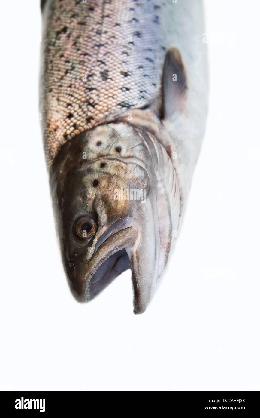 Fish head portrait. A hybrid of Atlantic salmon (Salmo salar) and Sea
