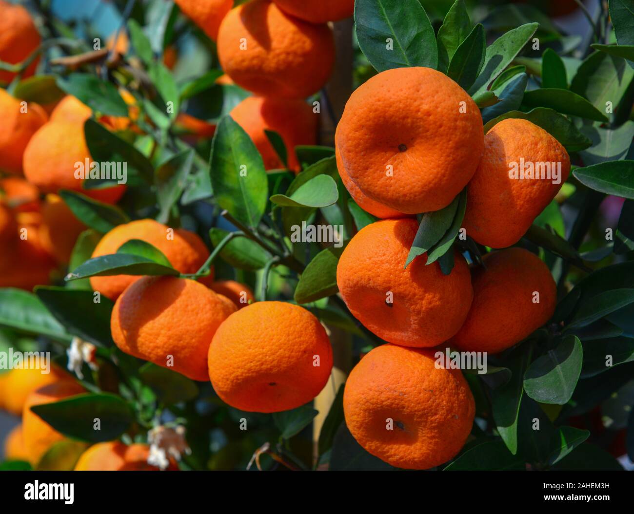 Kumquat Tree High Resolution Stock Photography And Images Alamy