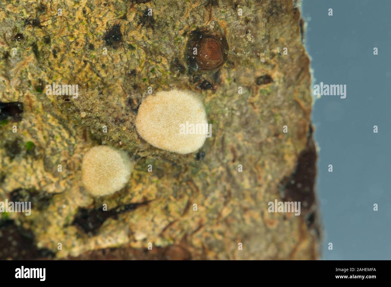 Aquatic fungi hires stock photography and images Alamy