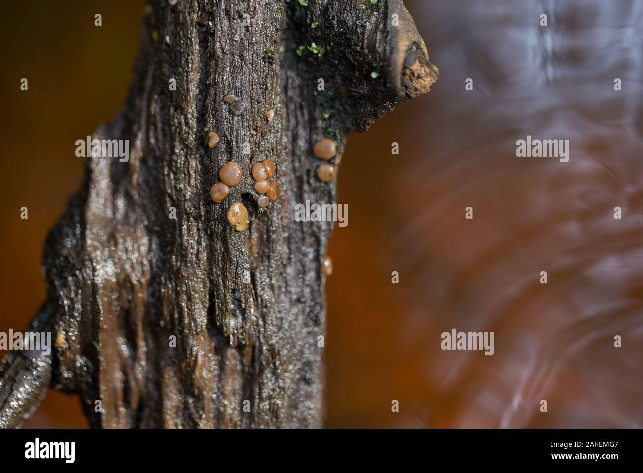 Aquatic fungi hires stock photography and images Alamy