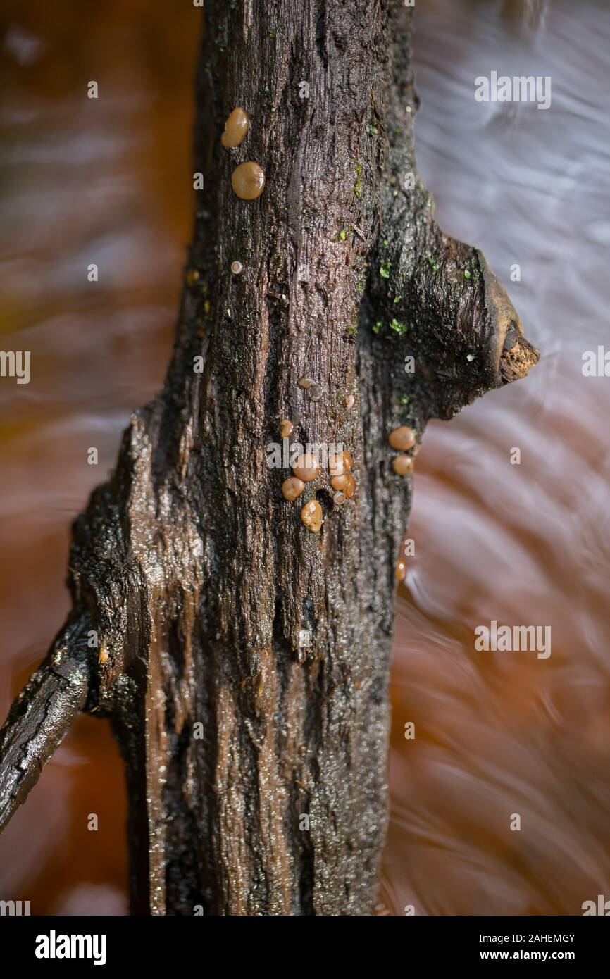 Aquatic fungi hires stock photography and images Alamy