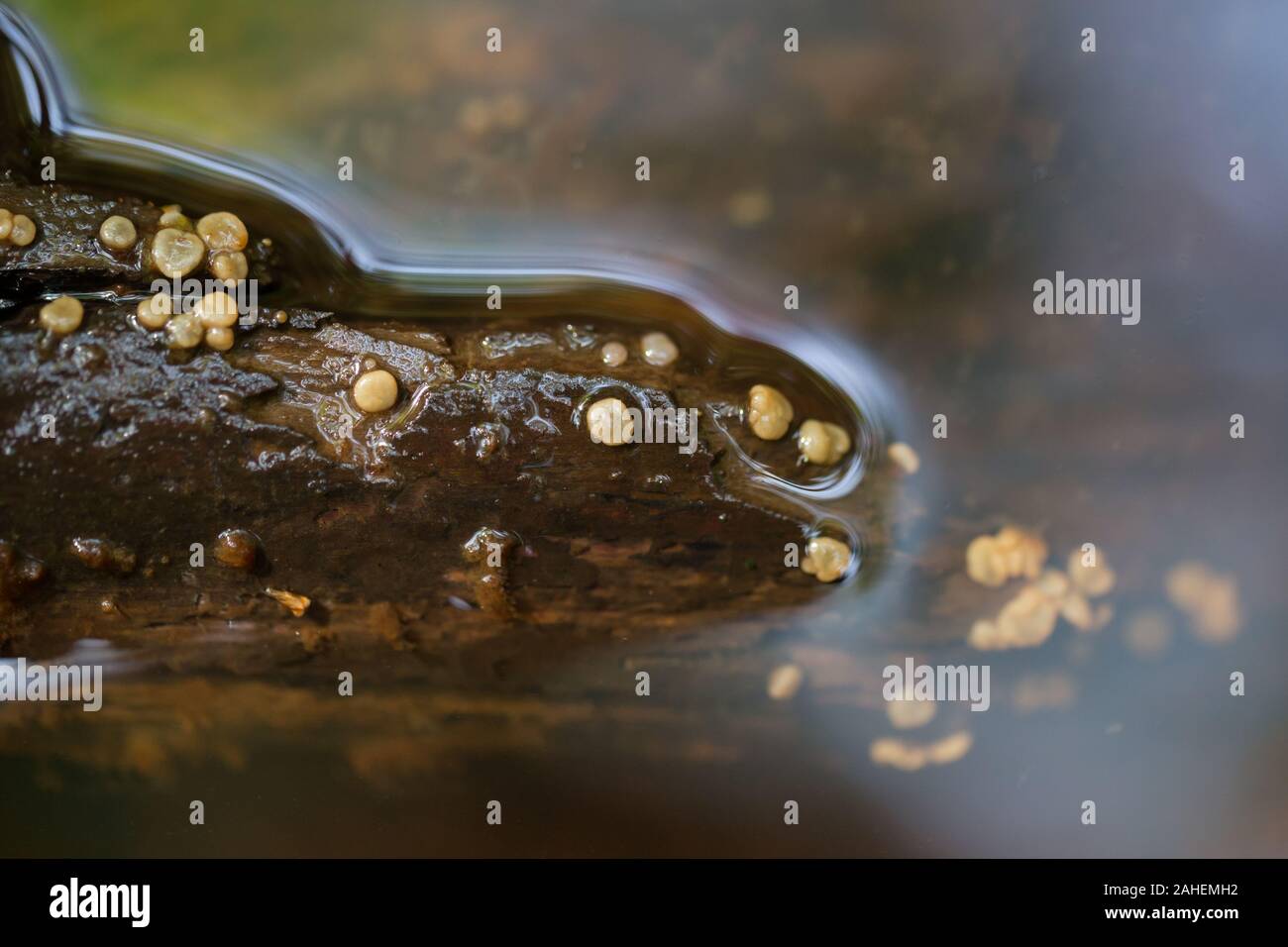 Cup fungi that grows in water habitat (Pachyella babingtonii) Stock Photo