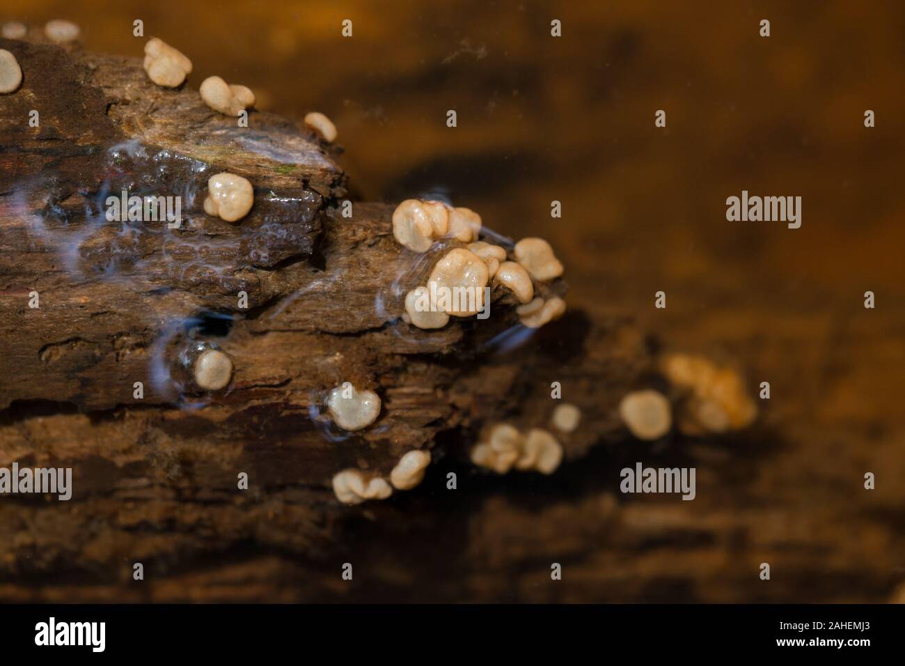 Aquatic Fungi High Resolution Stock Photography and Images Alamy