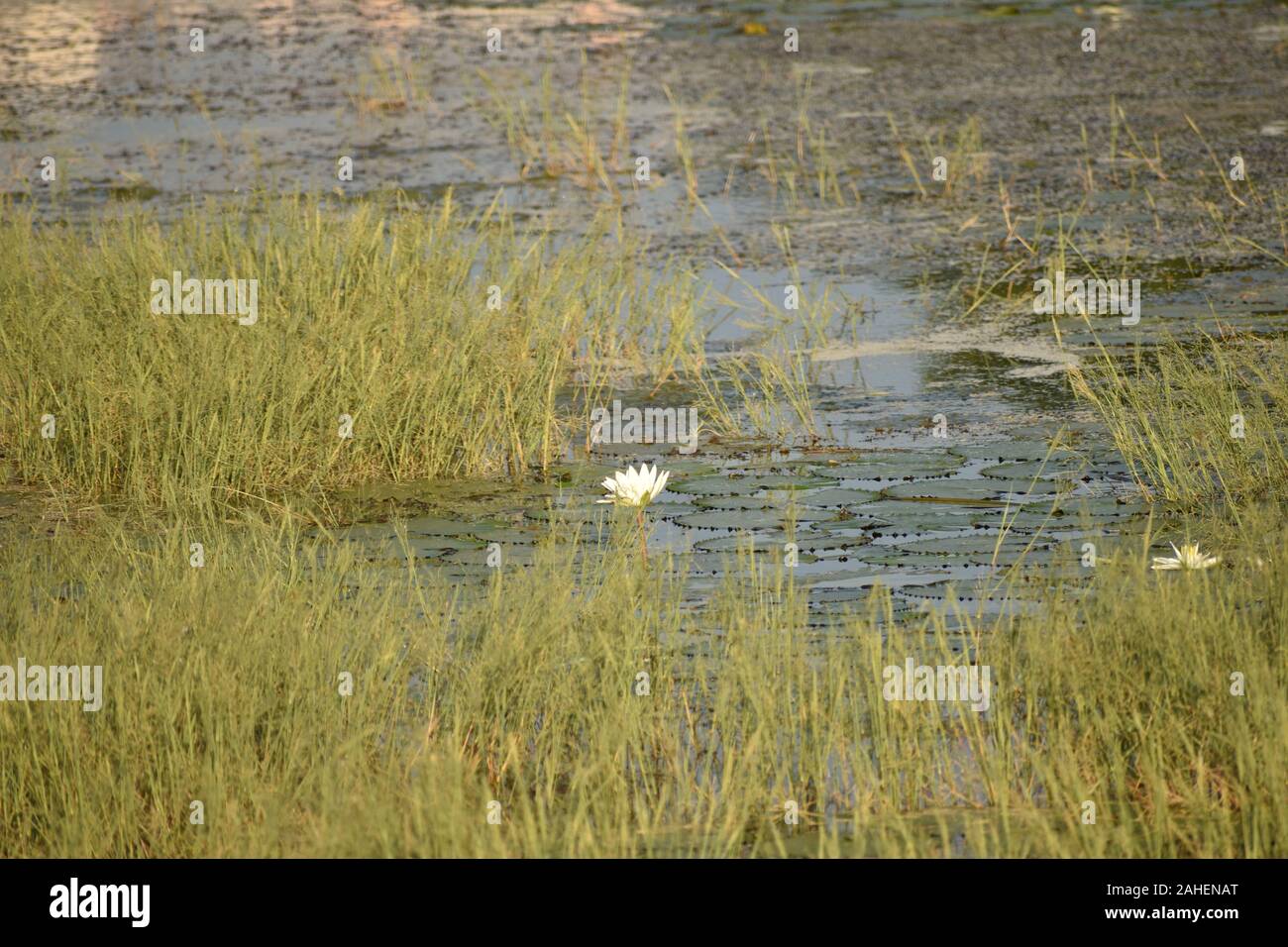 white lotus flower grows on the lake. Lotus is an annual aquatic plant ...