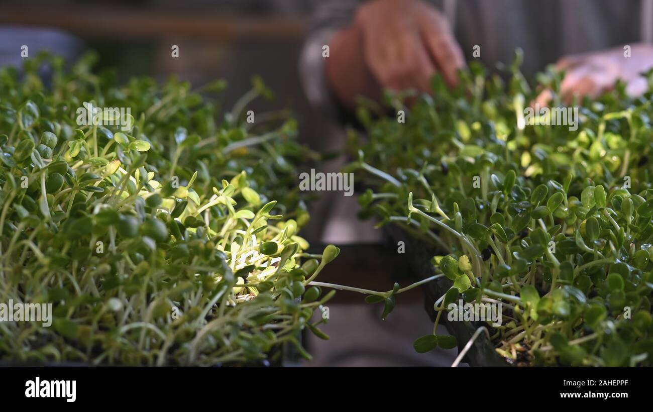 Growing Sunflower Sprouts Seeding Stock Photo Alamy