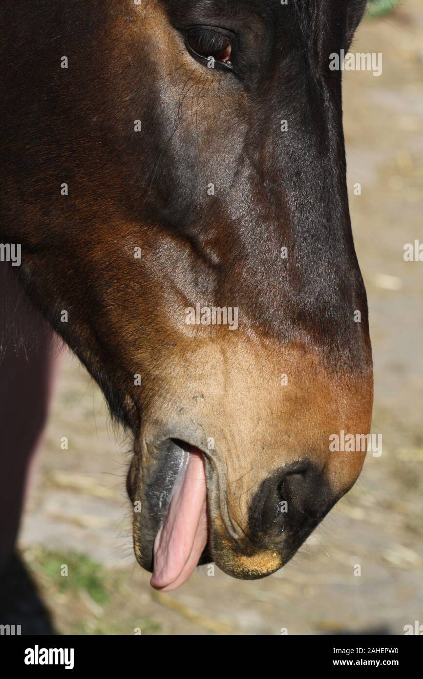 Pferd Stock Photo Alamy