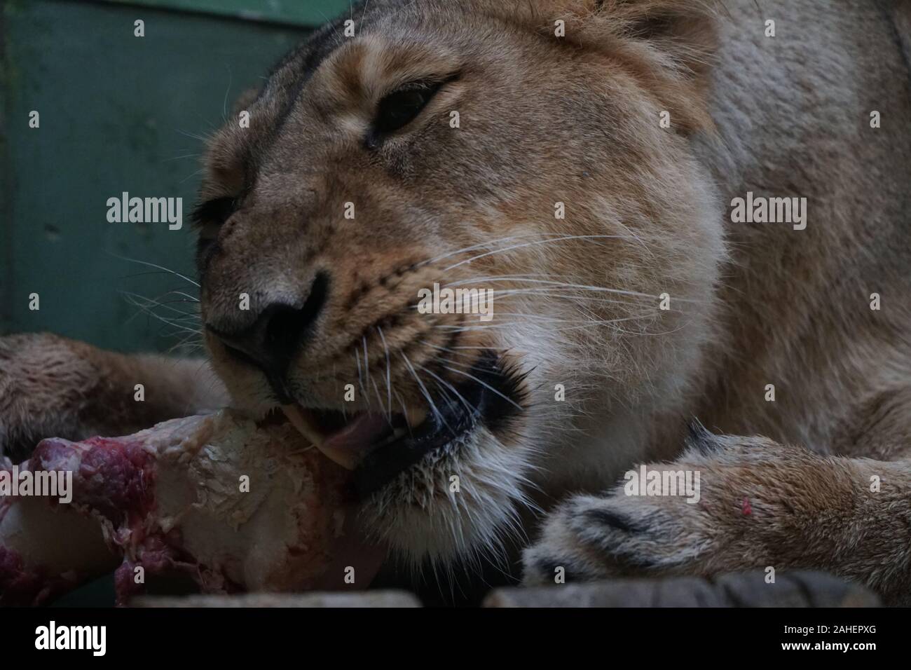 lioness in zoo eating meet Stock Photo