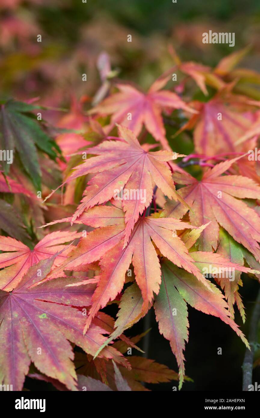 Acer palmatum 'Kurabu yama' leaves in Autumn. Stock Photo